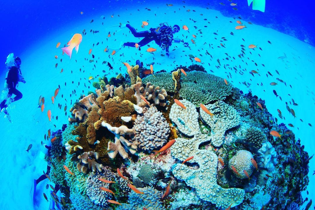 Virtual Discover Underwater Life at Tarama, Okinawa